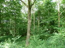 زبان گنجشک